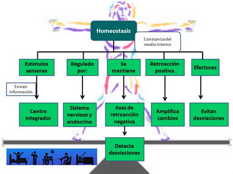 Fisiolog A Basica Mapa Conceptual Mapa Mental Homeostasis