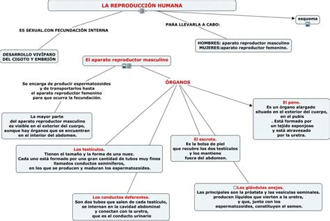 Esquema Del Aparato Reproductor Femenino ¡fotos And Guía 2021