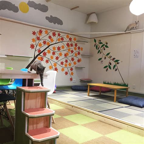 The site owner hides the web page description. 猫カフェなら猫喫茶空陸家 | 茨城 筑西店