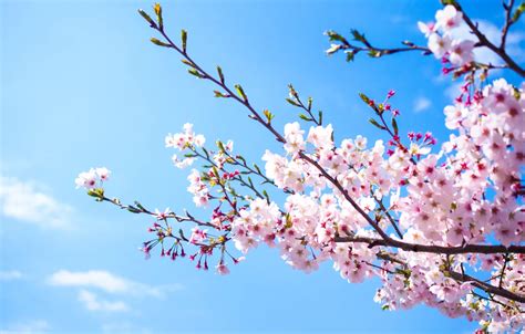 Wallpaper The Sky Branches Spring Sakura Flowering Pink Blossom