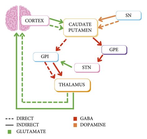 Direct And Indirect Pathways Of The Basal Ganglia The Direct Pathway Download Scientific