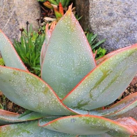 Sun requirements aloe hemmingii is a native of somalia. Coral Aloe