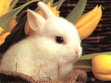 Cool Wallpapers Cute Bunny Rabbits