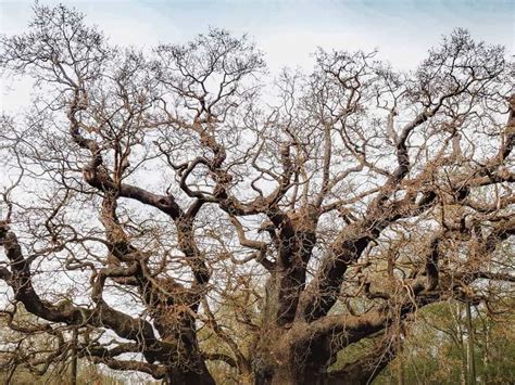 The Major Oak Sherwood Forest Facts The Ultimate Guide