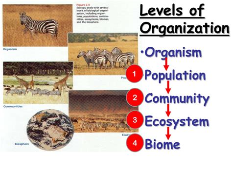 PPT Levels Of Organization Organism Population Community Ecosystem Biome PowerPoint