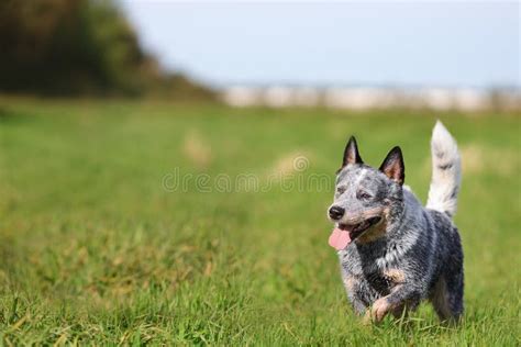 Blue Heeler Or Australian Cattle Dog Running In Green Grass Field