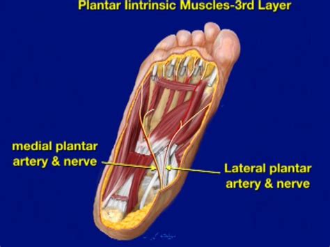 The interosseous muscles of the foot are muscles found near the metatarsal bones that help to control the toes. U1 15. Foot - sole at University of New England - StudyBlue