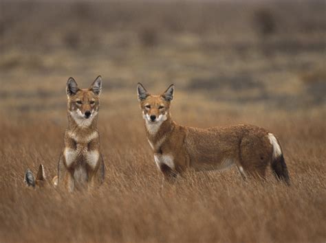 This is the type of wolf that most people are familiar with. Ethiopian Wolf - Bizarre Beasts
