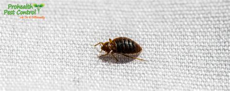 How To Identify Bed Bugs Insects That Look Like Bed Bugs