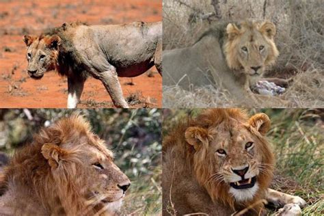 ¿qué características tienen los leones más destacables? ¿Existen las leonas con melena? - Mendoza Post