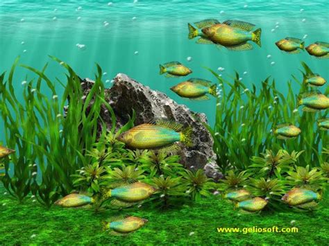 49 Moving Fish Aquarium Wallpaper On Wallpapersafari