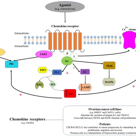 The Agonist E G Dopamine Binds Dopamine Receptors D1 And D5 Download Scientific Diagram