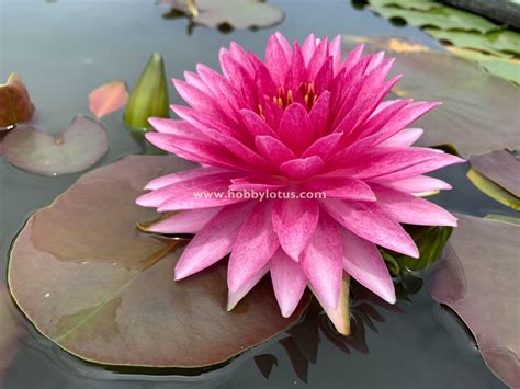 บัวมหาสมบัติ Mahasombut Hardy Waterlily Hobby Lotus