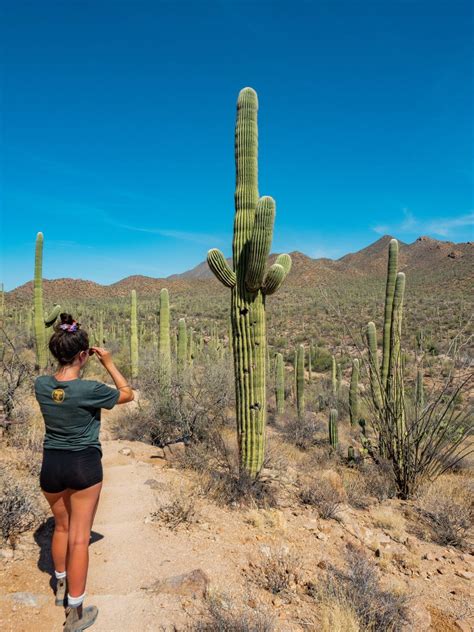 The Ultimate 1 Day Saguaro National Park Itinerary 14 Best Hikes
