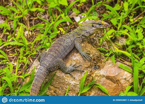 Lizards Geckos Iguanas Reptiles Nature On Stone Rock Branch Thailand