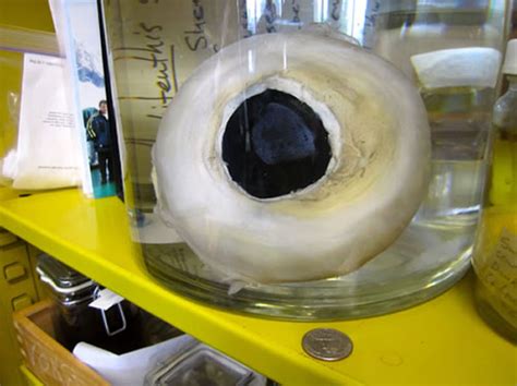 Giant Squid Eye Neatorama