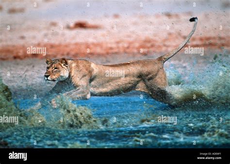 Chasing Animal Hi Res Stock Photography And Images Alamy