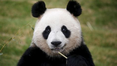 Two Chinese Giant Pandas Debut In South Korea Park