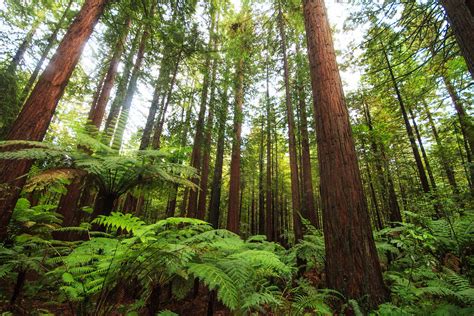 Redwoods Nz Landscape Prints