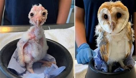 Newborn Baby Owl