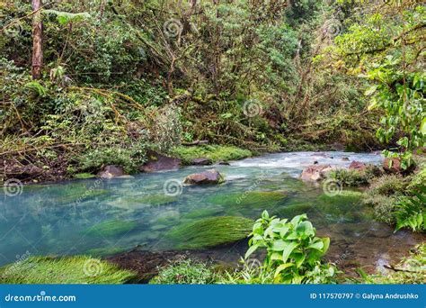 Creek In Jungle Stock Image Image Of Forest Forested 117570797