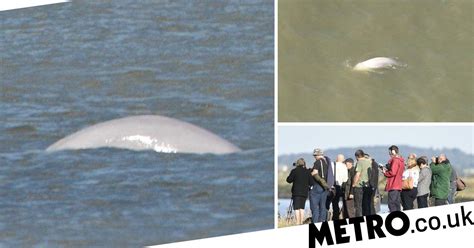 Has Benny The Beluga Whale Managed To Get Out Of The Thames Metro News