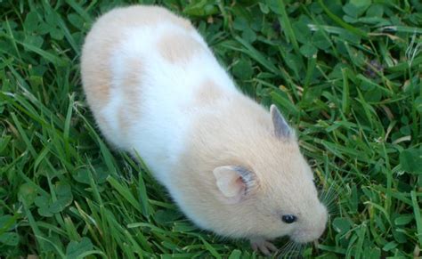 Lespérance De Vie Du Hamster Doré Est De 2 à 3 Ans Hamsters For Sale