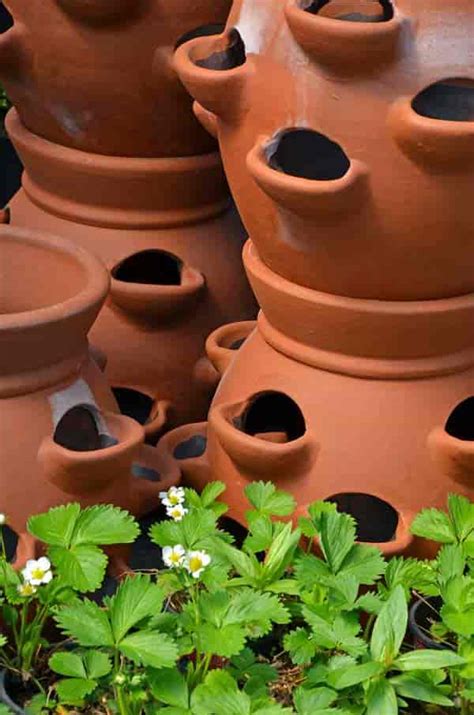 We did not find results for: What Is A Strawberry Jar and How Do You Plant One?
