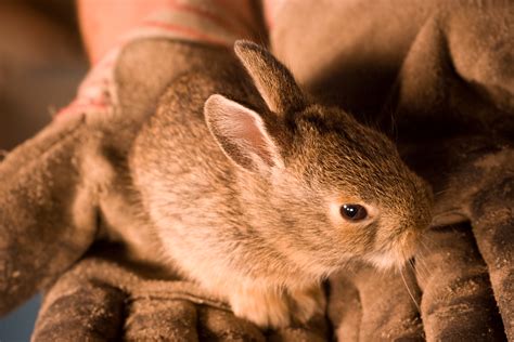 Free Photo Little Bunny In Hands Animal Arm Bunny Free Download