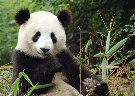 Zivaprirodaestrankycz OhroŽenÉ Druhy Panda VelkÁ