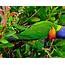 Beautiful Multicolor Parrot Exotic Birds Wallpaper Hd  Wallpapers13com