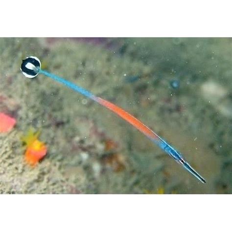 Janss Pipefish Information The Janss Pipefish Is A Type Of Reef