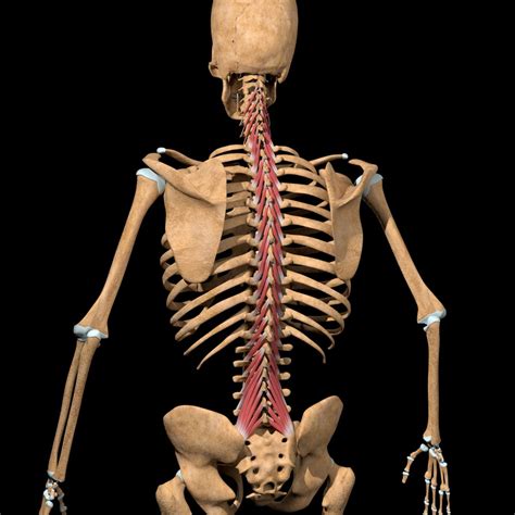 Medlineplus lists a few of the potentially the way your hip flexors and lower back muscles attach to the pelvis makes them particularly prone to this: Lower Back Muscles Multifidus / Is Acupuncture Effective ...