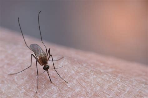 Mosquito Bites 10 Reasons You Get Bitten The Healthy