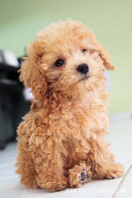 apricot poodle   adorable puppy     ow flickr