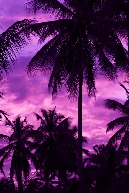 Purple Palm Tree Silhouette Free Stock Photo Public