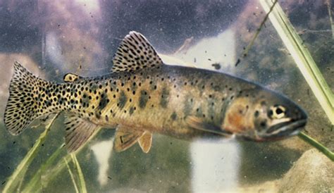 Native Trout Of Nevada Sagebrush Chapter Trout Unlimited 66b