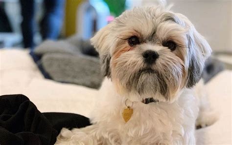 If you are interested in puppy, please contact us! Maltese Shih Tzu (Malshi) - 12 Surprising Facts You Should Know