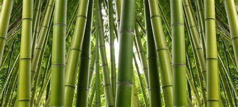 Nature Bamboo K Ultra Hd Wallpaper