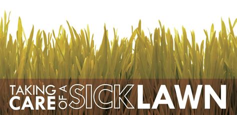 Tips For Taking Care Of A Sick Lawn The Grounds Guys