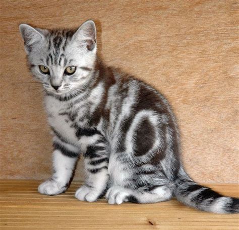A cat will bathe by licking itself numerous times a day. 40 Pictures of Cute Silver Tabby Kittens - Tail and Fur