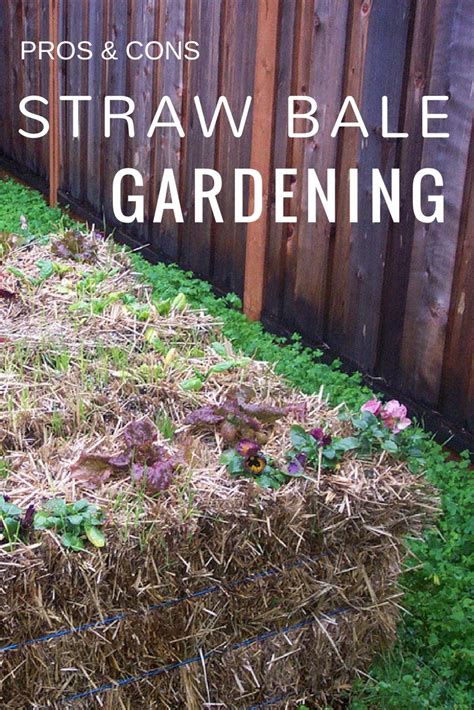 Pros And Cons Of Straw Bale Gardening Gardening Know How