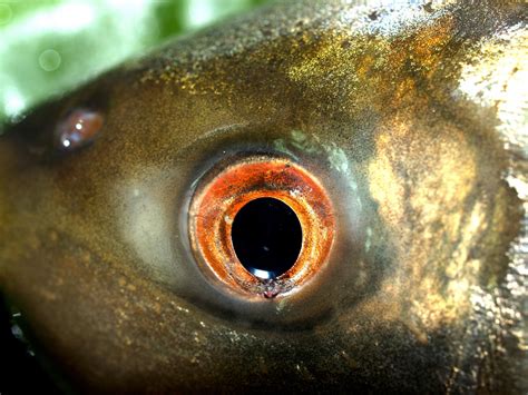 Freshwater Fish Stock Photos Free Stock Photo Public Domain Pictures