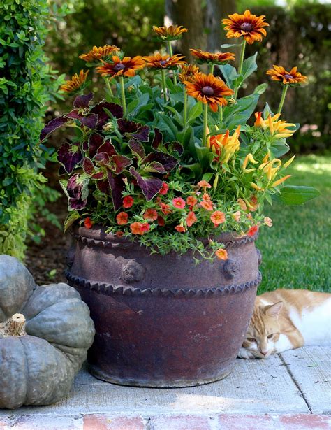 These Warm Colors Combine Well For A Container Any Time Of