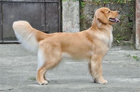 10 Glorious Everything You Ever Wanted To Know About Golden Retrievers
