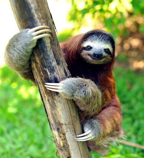 The Three Toed Sloth Facts Photos Videos S Cute Sloth