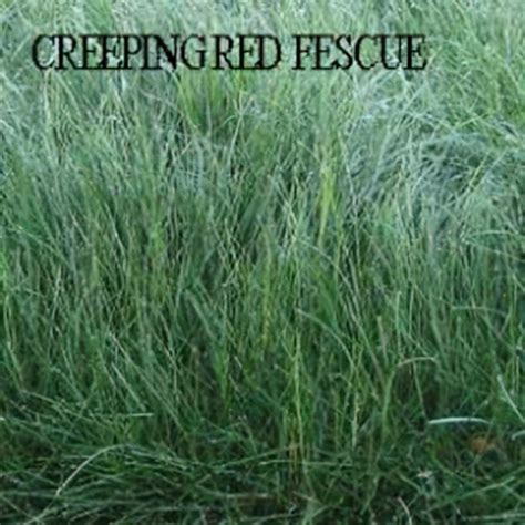 Creeping Red Fescue Grass Seeds Silt Management Supplies Llc