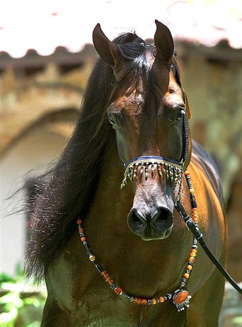 Pin By Rickey Hollifield On Arabian Horse Egyptian Arabian Horses