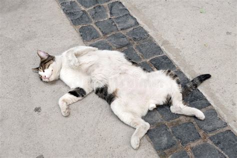 Stray Cat Mother Cat Playful Cat Playful Cat Cat Lying On Its Back
