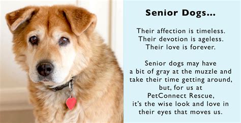 Senior Dog Program Petconnect Rescue